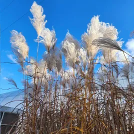 miskant-chinski-memory-w-pojemniku-p9-c1