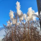 miskant-chinski-memory-w-pojemniku-p9-c1-rodzaj-rosliny-powojnik