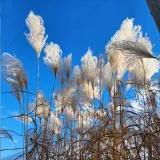 miskant-chinski-memory-w-pojemniku-p9-c1-producent-inna