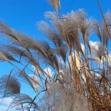 miskant-chinski-memory-w-pojemniku-p9-c1-nazwa-lacinska-clematis