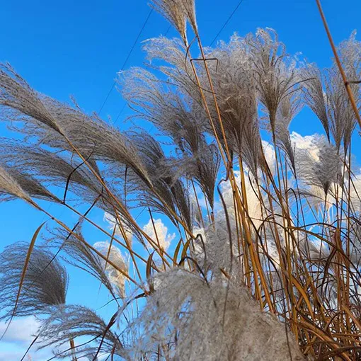 miskant-chinski-memory-w-pojemniku-p9-c1-rodzaj-rosliny-powojnik