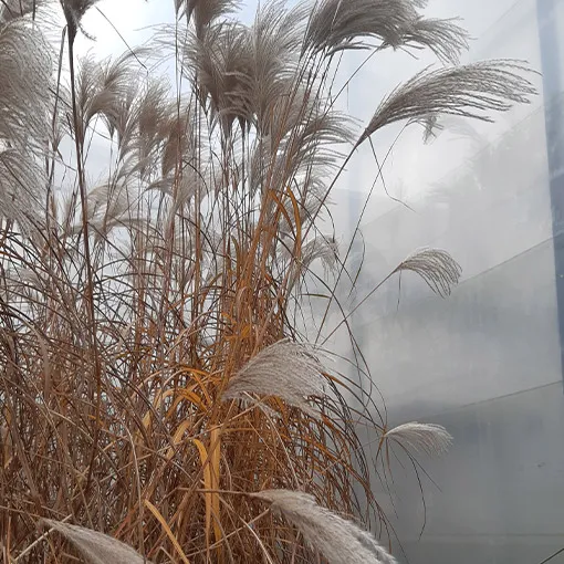 miskant-chinski-memory-w-pojemniku-p9-c1-rodzaj-rosliny-powojnik-producent-inna