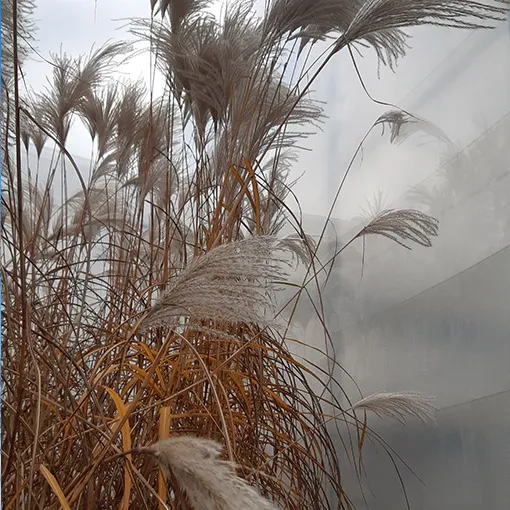 miskant-chinski-memory-w-pojemniku-p9-c1-rodzaj-rosliny-powojnik-nazwa-lacinska-clematis