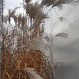 miskant-chinski-memory-w-pojemniku-p9-c1-rodzaj-rosliny-powojnik-nazwa-lacinska-clematis