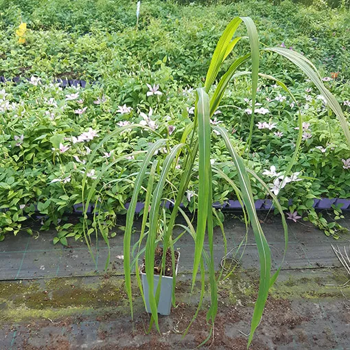 miskant-chinski-memory-w-pojemniku-p9-c1-producent-inna-rodzaj-rosliny-powojnik