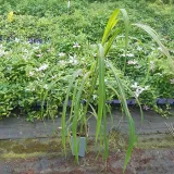 miskant-chinski-memory-w-pojemniku-p9-c1-producent-inna-rodzaj-rosliny-powojnik