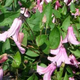 clematis-alionushka-poj-4l-rodzaj-rosliny-powojnik