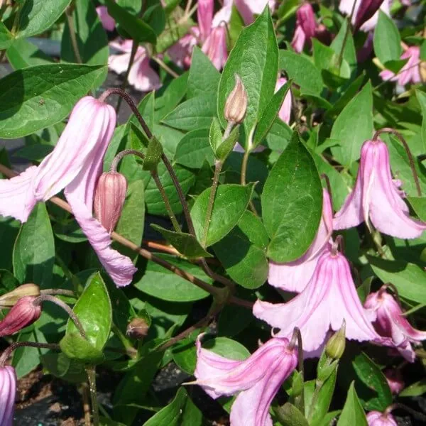 clematis-alionushka-poj-4l-rodzaj-rosliny-powojnik