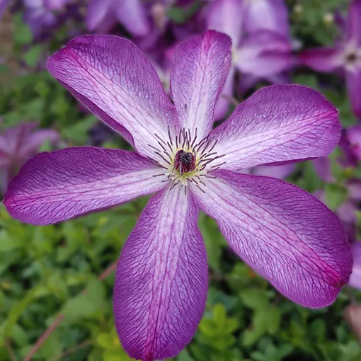 clematis-venosa-violacea-poj-2-l