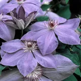 clematis-elsa-spath-poj-2-l-rodzaj-rosliny-powojnik