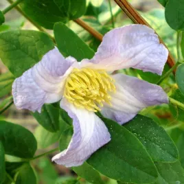 clematis-hanna-viticella-poj-4l