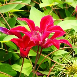 clematis-gravetye-beauty-botaniczny-poj-4l