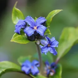 clematis-cassandra-bylinowy-pachnacy-poj-4l