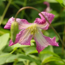clematis-minuet-viticella-poj-4l