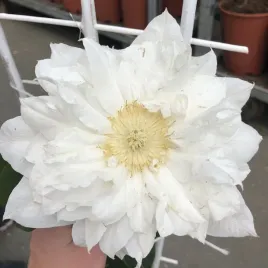 clematis-isago-poj-4l