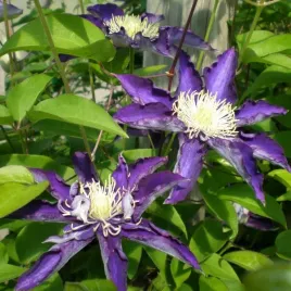 clematis-hakuookan-wielkokwiatowy-poj-4l
