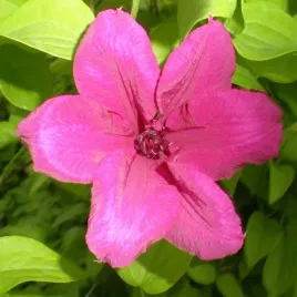 clematis-kardynal-wyszynski-wielkokwiatowy-poj-4l