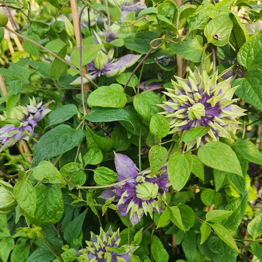 clematis-taigar-poj-4l
