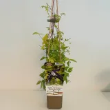 clematis-stolwijk-gold-poj-4l-rodzaj-rosliny-powojnik