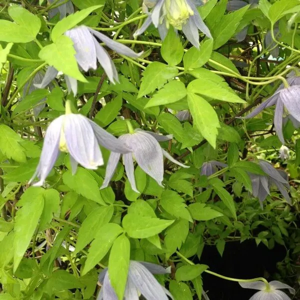 clematis-stolwijk-gold-poj-4l-producent-inna