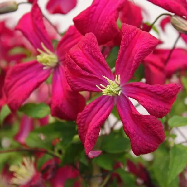 clematis-viticella-rubra-poj-4l