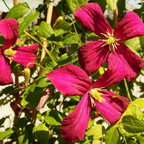clematis-viticella-rubra-poj-4l-rodzaj-rosliny-powojnik