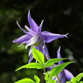 clematis-botaniczny-violet-pink-pelny-poj-4l