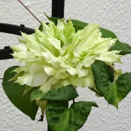 clematis-midori-poj-4l