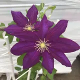 clematis-lech-kaczynski-poj-4l-rodzaj-rosliny-powojnik