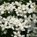 clematis-montana-chrysocoma-p9-c1