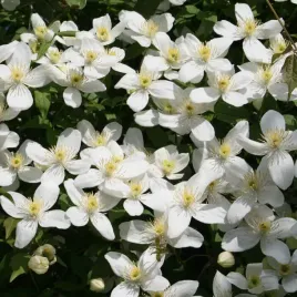 clematis-montana-chrysocoma-p9-c1