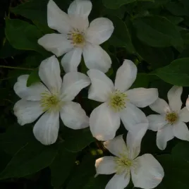 clematis-wielkokwiatowy-huldine-poj-4l