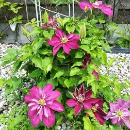 clematis-pelny-polpelny-red-star-p9-c1