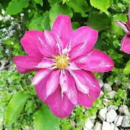 clematis-pelny-polpelny-red-star-poj-4l
