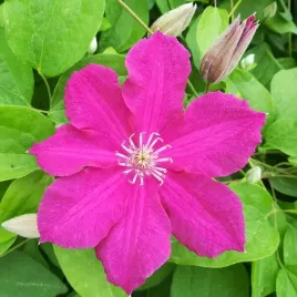 clematis-ernest-markham-wielkokwiatowy-poj-4l