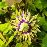 clematis-taigar-poj-2l