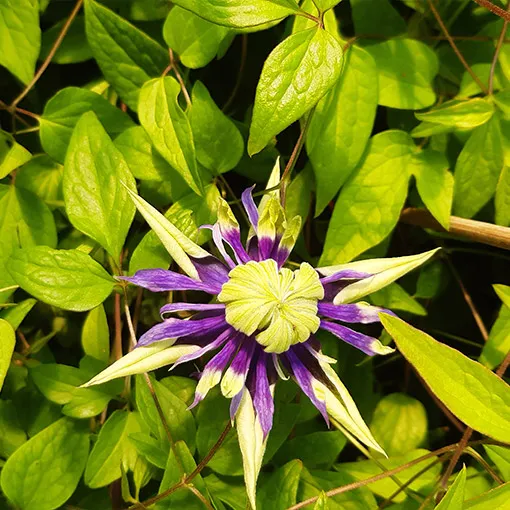 clematis-taigar-poj-2l-rodzaj-rosliny-powojnik
