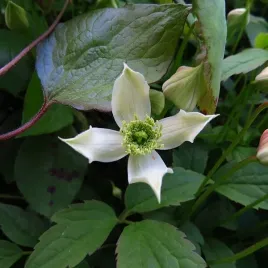 clematis-gorski-montana-wilsonii-p9-c1