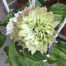 clematis-sen-no-kaze-wielkokwiatowy-poj-2l