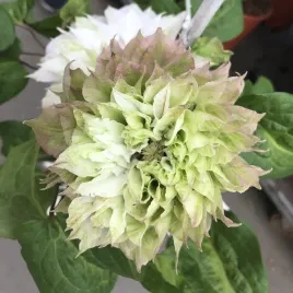 clematis-sen-no-kaze-wielkokwiatowy-poj-4l