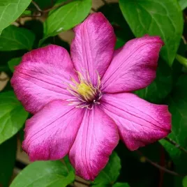 clematis-ville-de-lyon-poj-4l