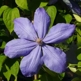 clematis-mrs-cholmondeley-wielkokwiatowy-poj-4l