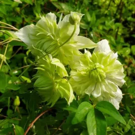 clematis-alba-plena-pelny-polpelny-poj-4l