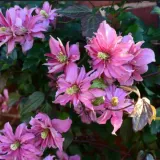 clematis-montana-broughton-star-p9-c1
