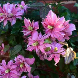 clematis-montana-broughton-star-p9-c1