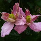 clematis-montana-broughton-star-p9-c1-rodzaj-rosliny-powojnik