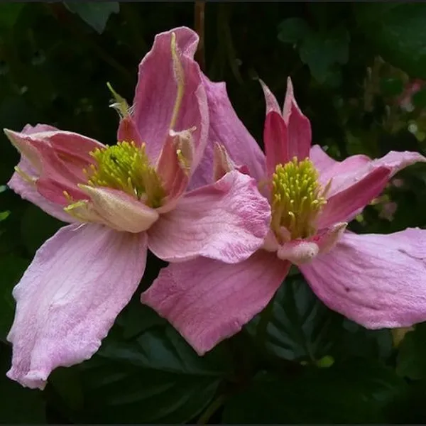 clematis-montana-broughton-star-p9-c1-rodzaj-rosliny-powojnik