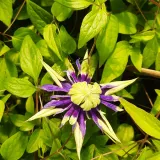 clematis-taiga-r-p9-c1-rodzaj-rosliny-powojnik