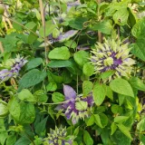 clematis-taiga-r-p9-c1-producent-inna
