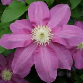 clematis-vino-wielkokwiatowy-poj-4l
